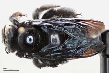 Media type: image;   Entomology 815964 Aspect: habitus dorsal view